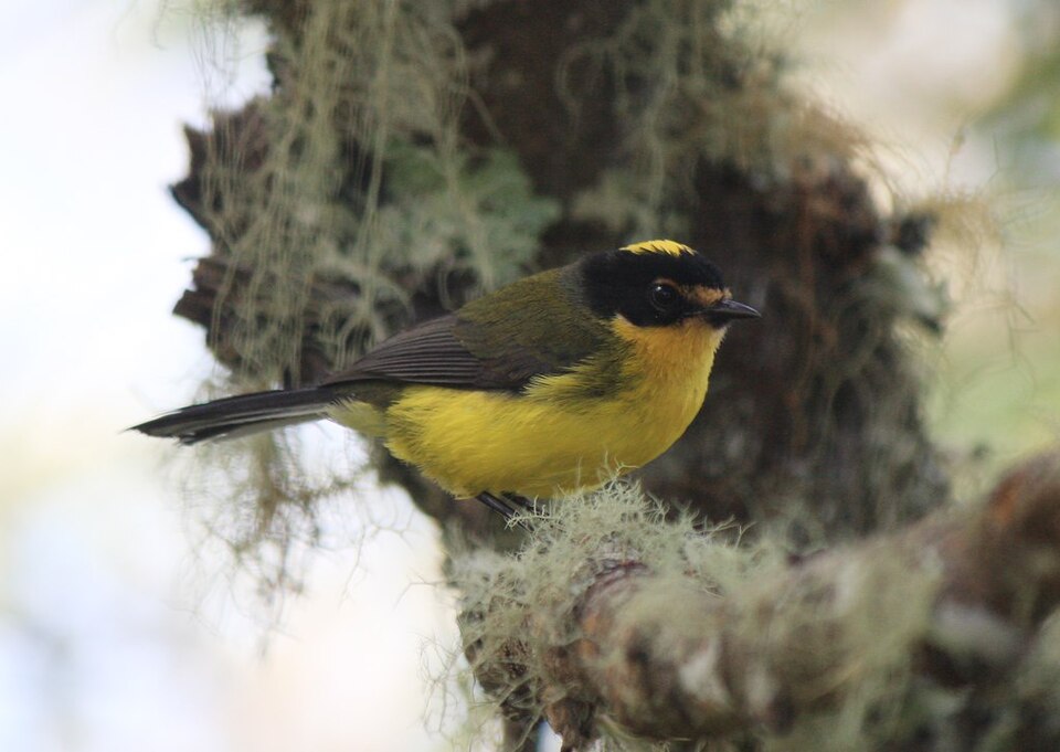 Yellow-crowned Whitestart