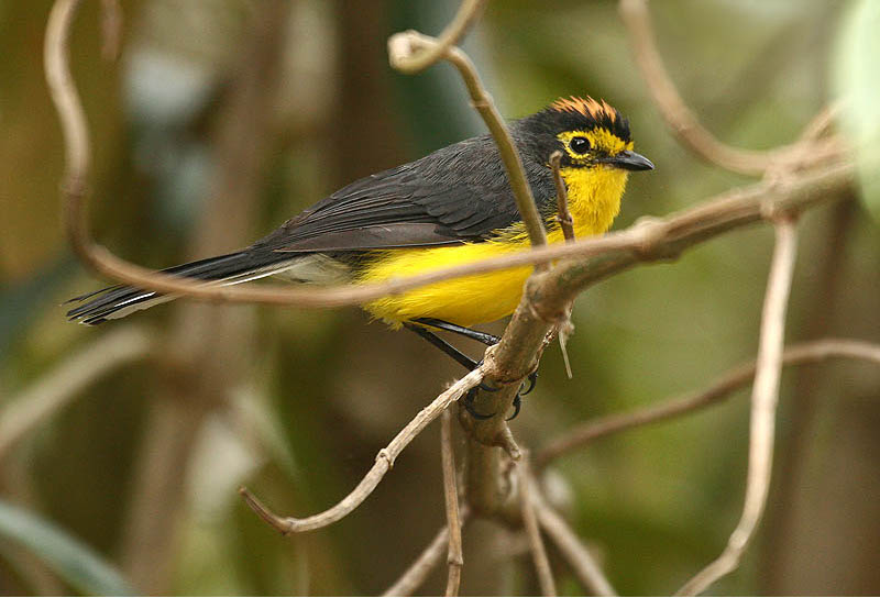Spectacled Whitestart