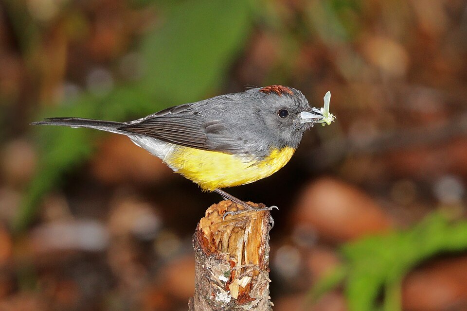 Slate-throated Whitestart