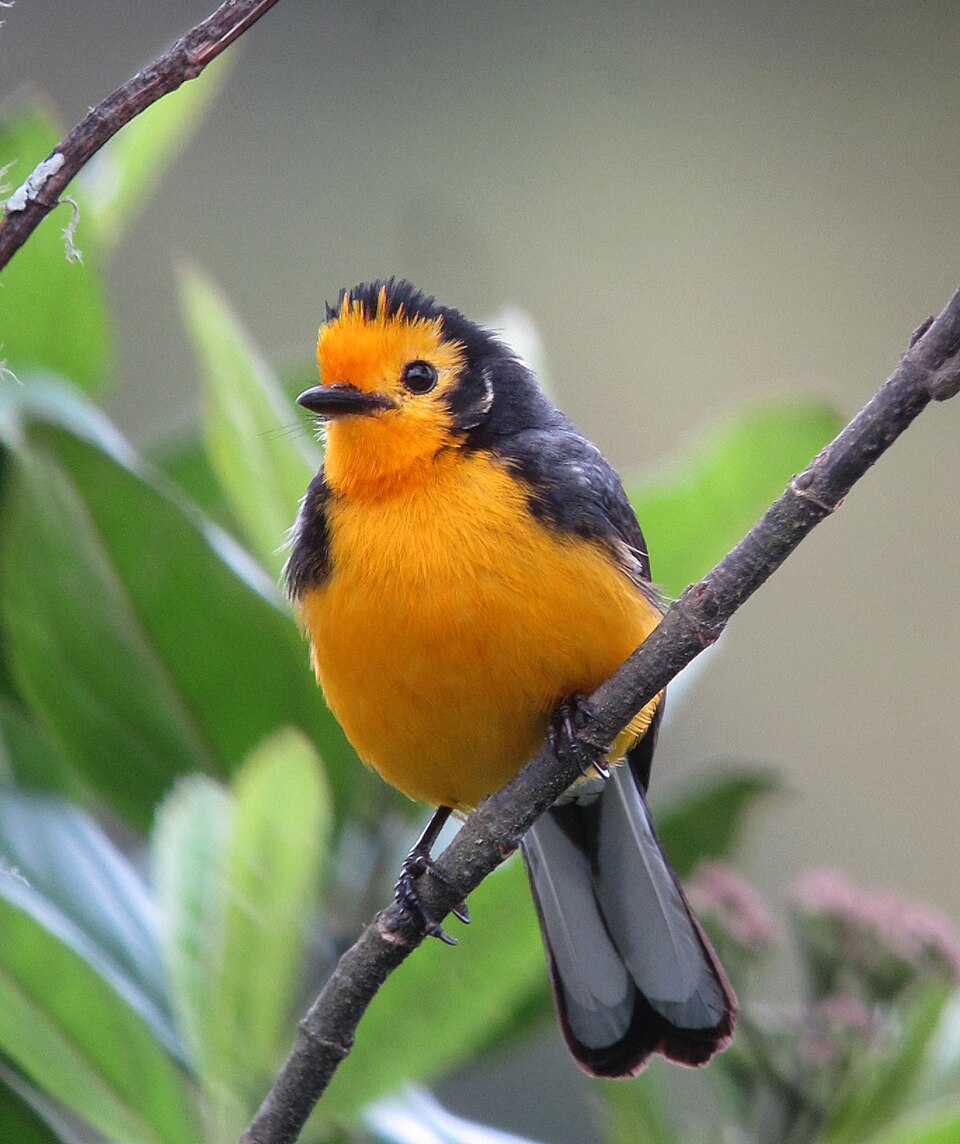 Golden-fronted Whitestart