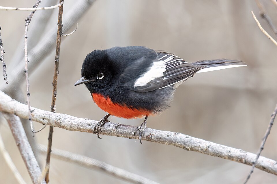 Painted Whitestart