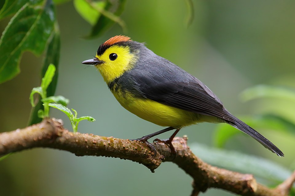 Collared Whitestart
