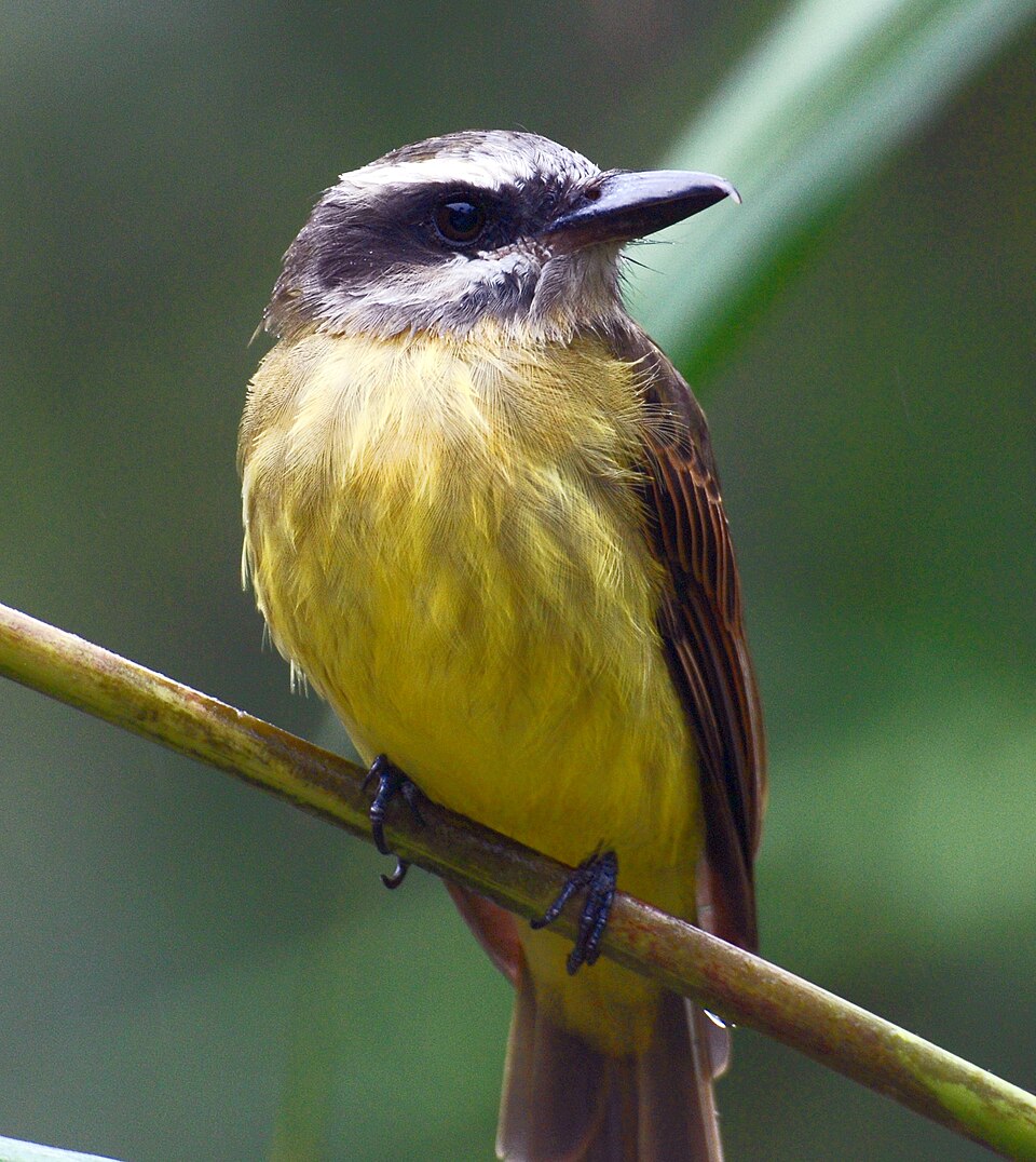 Golden-crowned Flycatcher