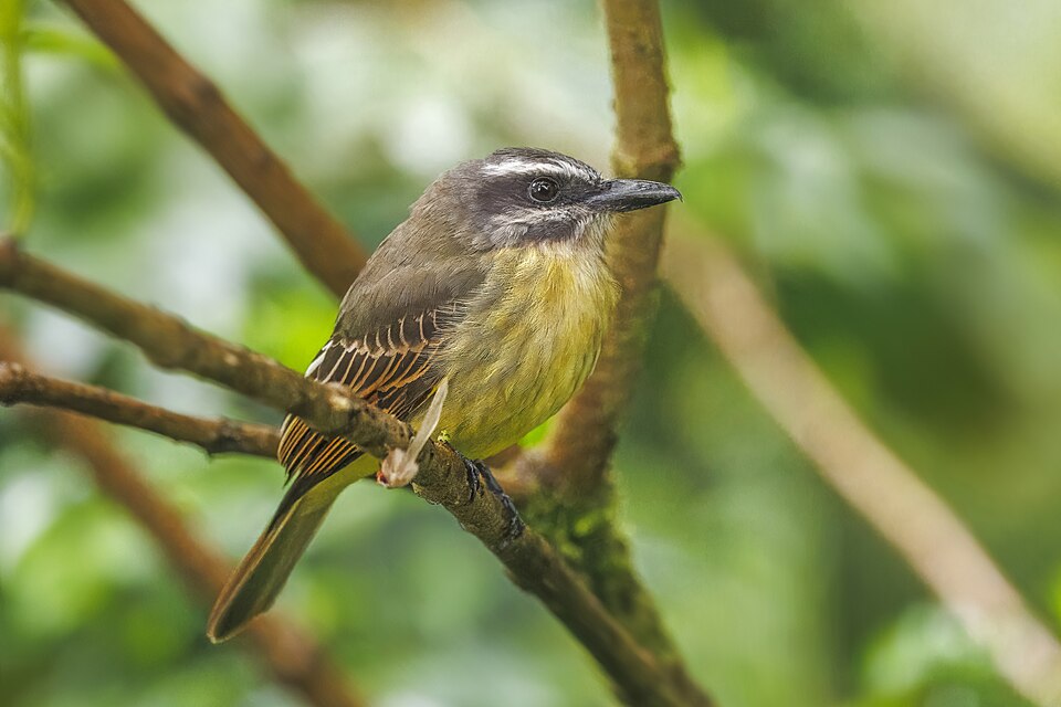 Golden-bellied Flycatcher