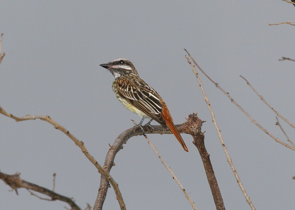 Sulphur-bellied Flycatcher