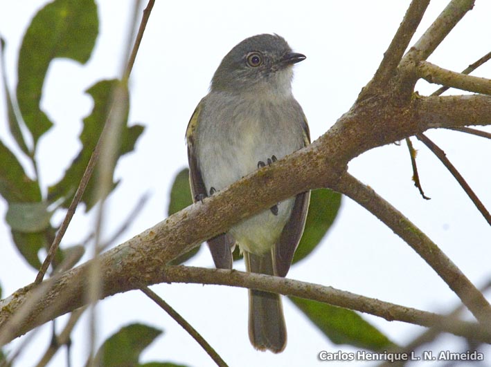Grey Elaenia