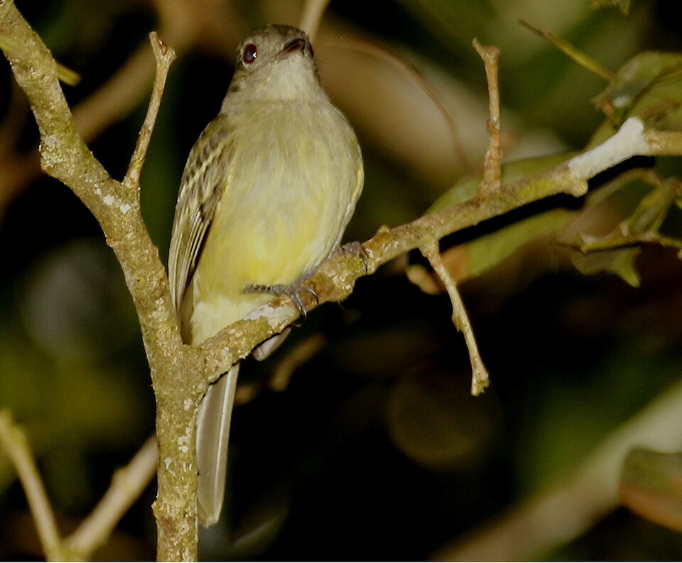 Yellow-crowned Elaenia