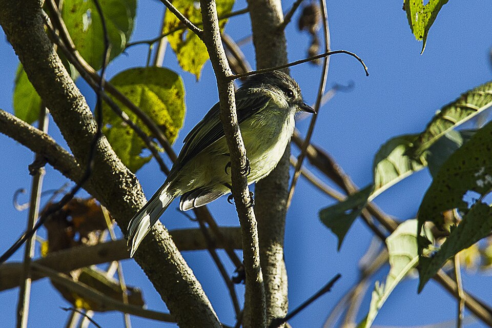 Pacific Elaenia