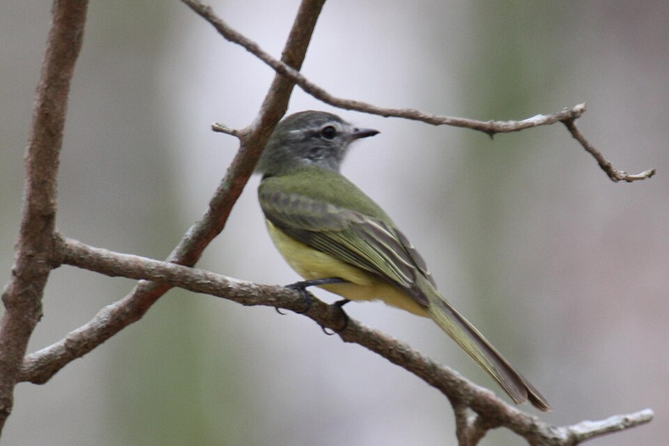Greenish Elaenia