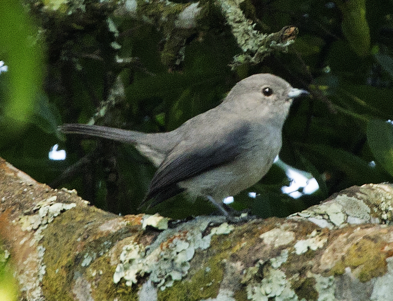 Grey-throated Tit-Flycatcher