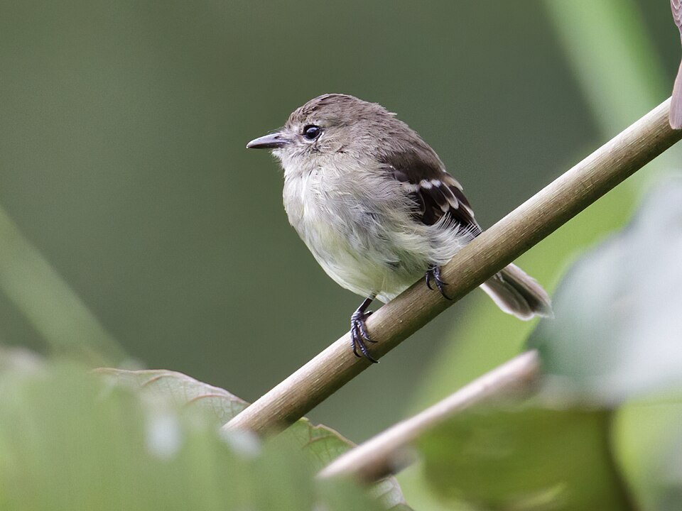 Olive-chested Flycatcher
