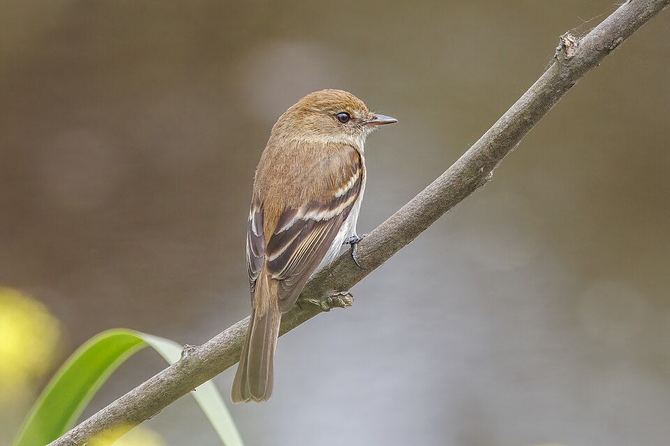Bran-colored Flycatcher