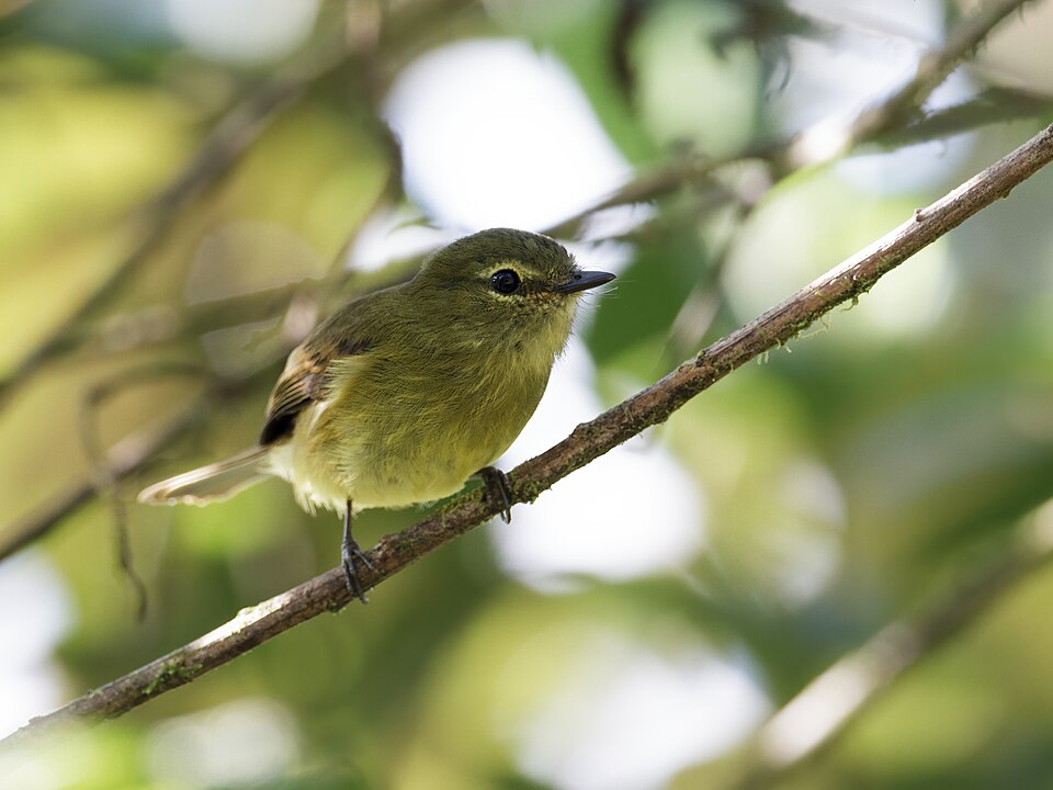 Flavescent Flycatcher