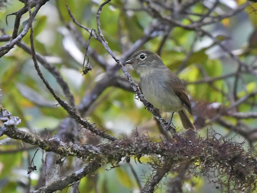 Unadorned Flycatcher