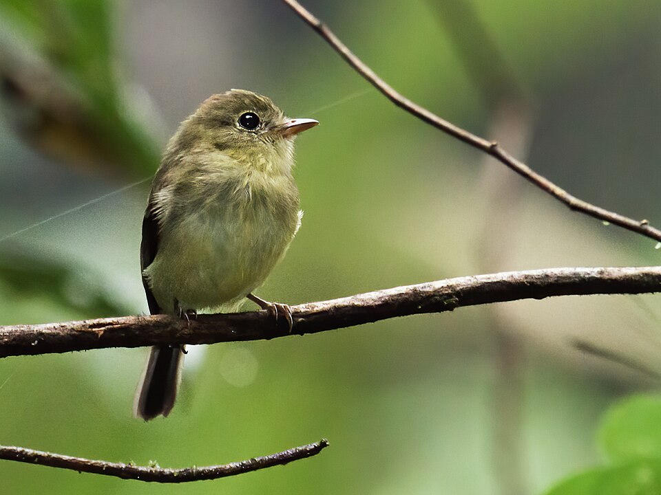 Orange-crested Flycatcher