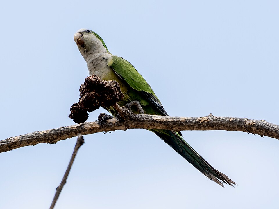 Cliff Parakeet