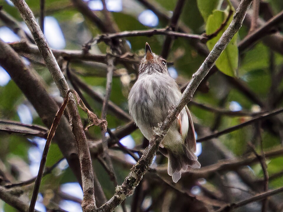 White-bellied Pygmy Tyrant
