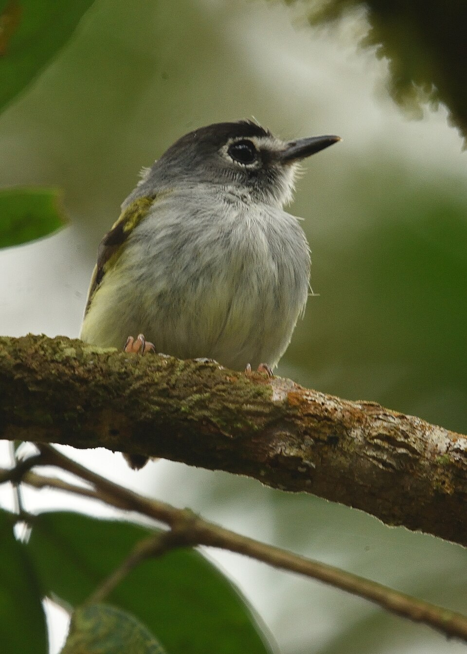 Black-capped Pygmy Tyrant