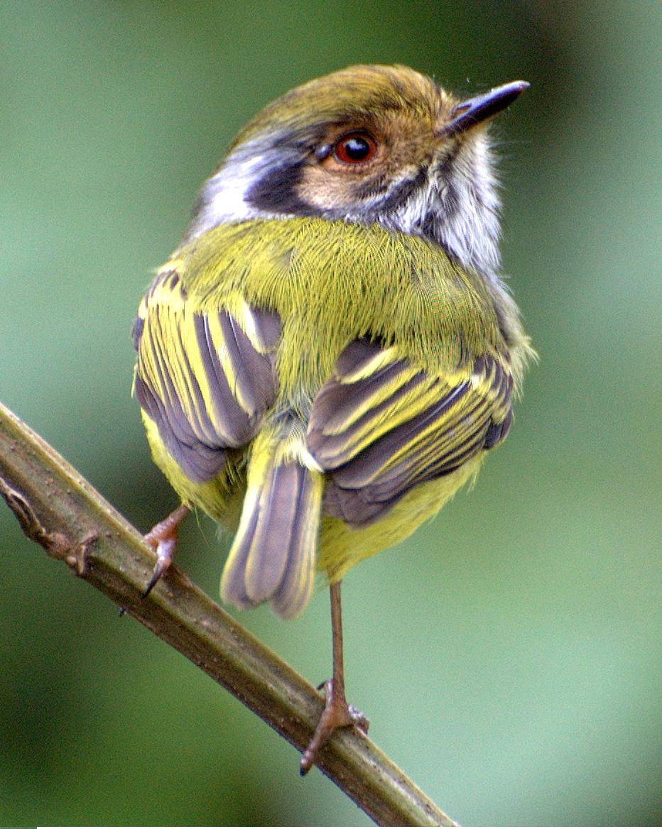 Eared Pygmy Tyrant