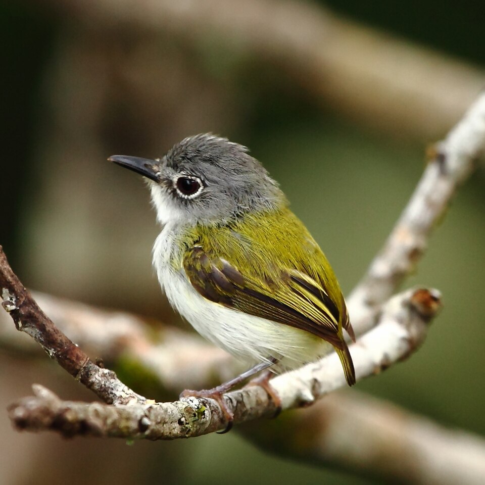 Short-tailed Pygmy Tyrant