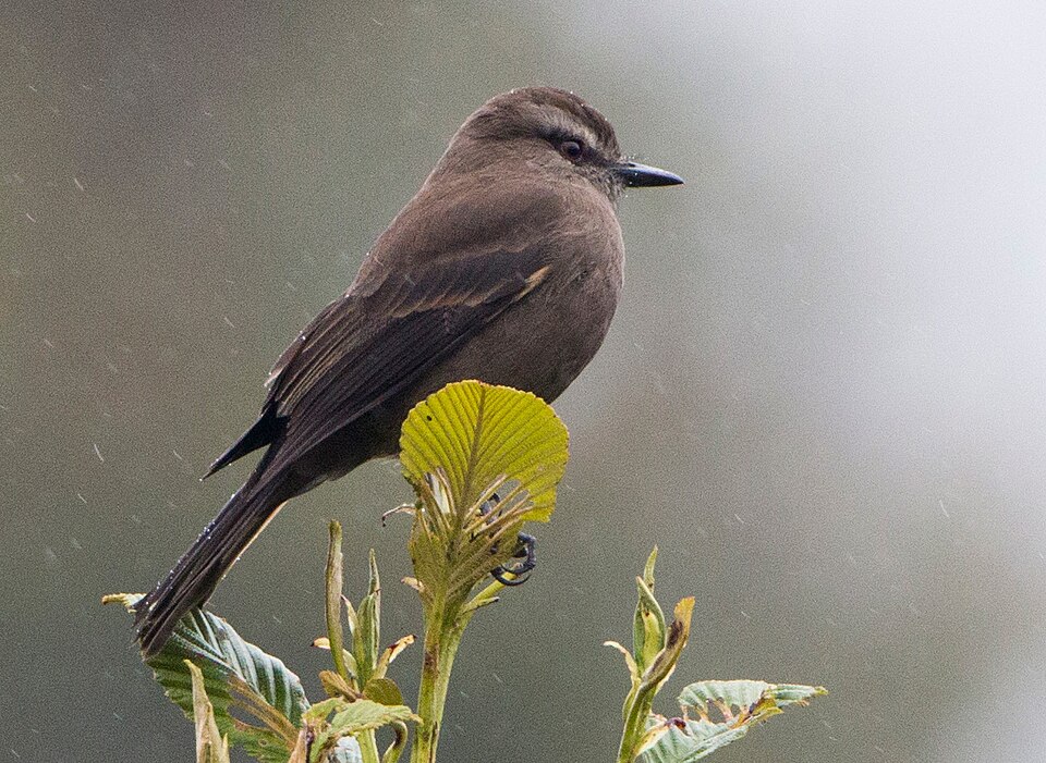 Smoky Bush Tyrant