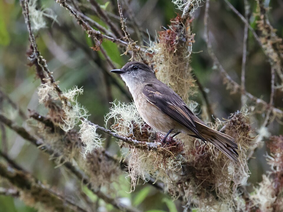Rufous-bellied Bush Tyrant