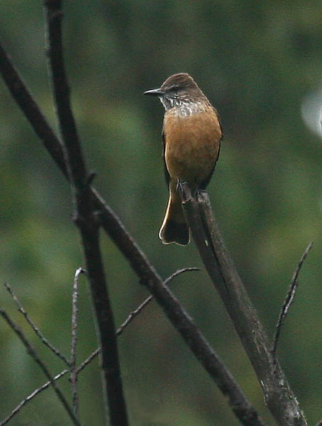 Streak-throated Bush Tyrant
