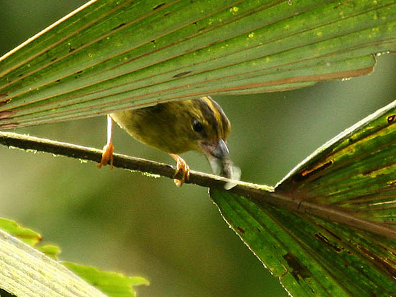 Choco Warbler