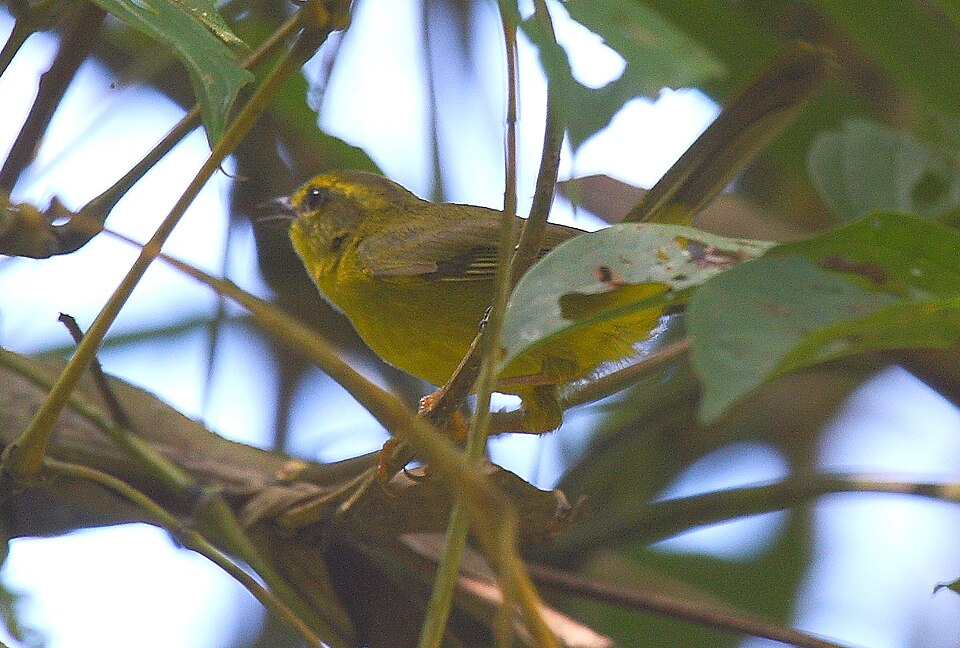 Cuzco Warbler