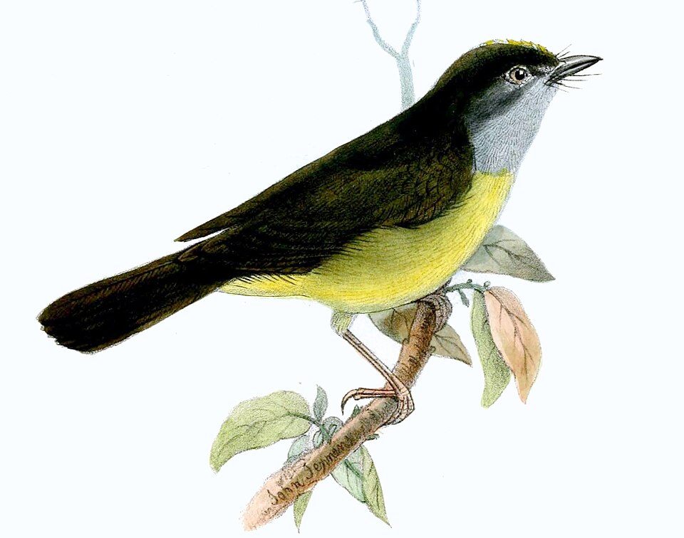 Grey-throated Warbler
