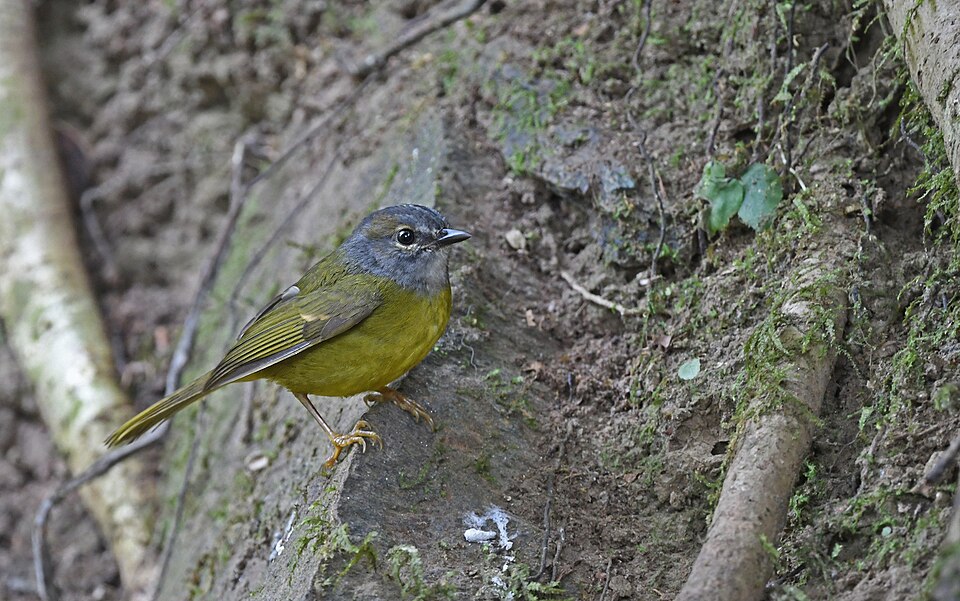 White-lored Warbler