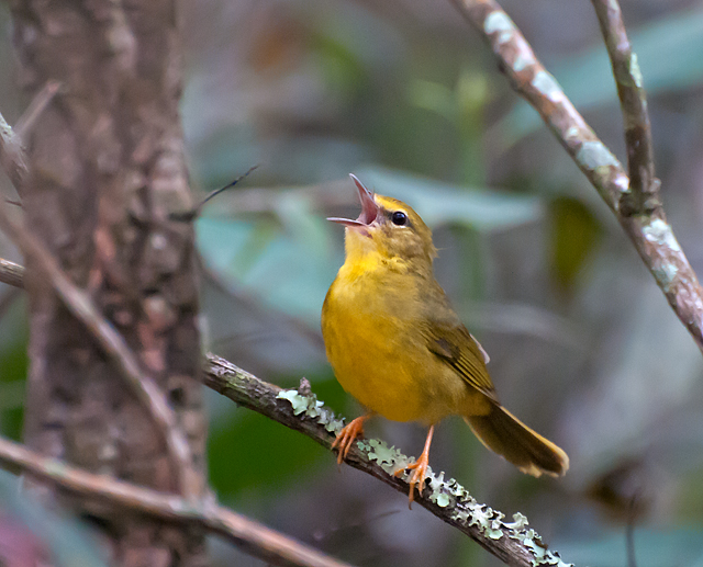 Flavescent Warbler