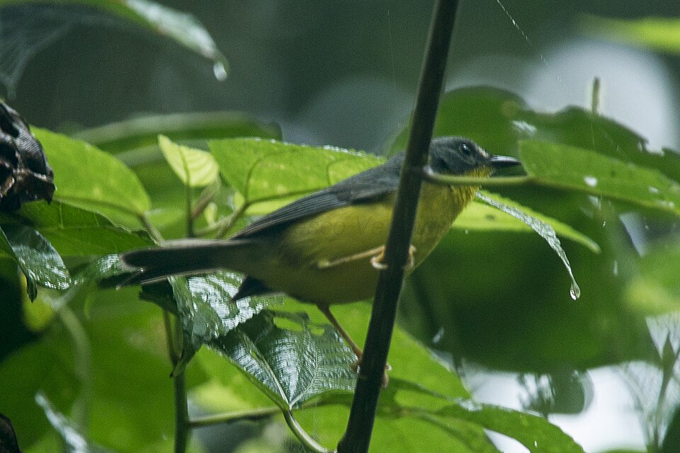Grey-and-gold Warbler
