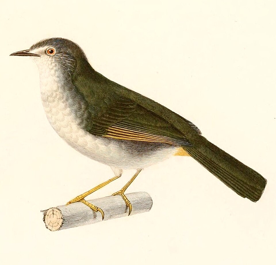 White-rimmed Warbler