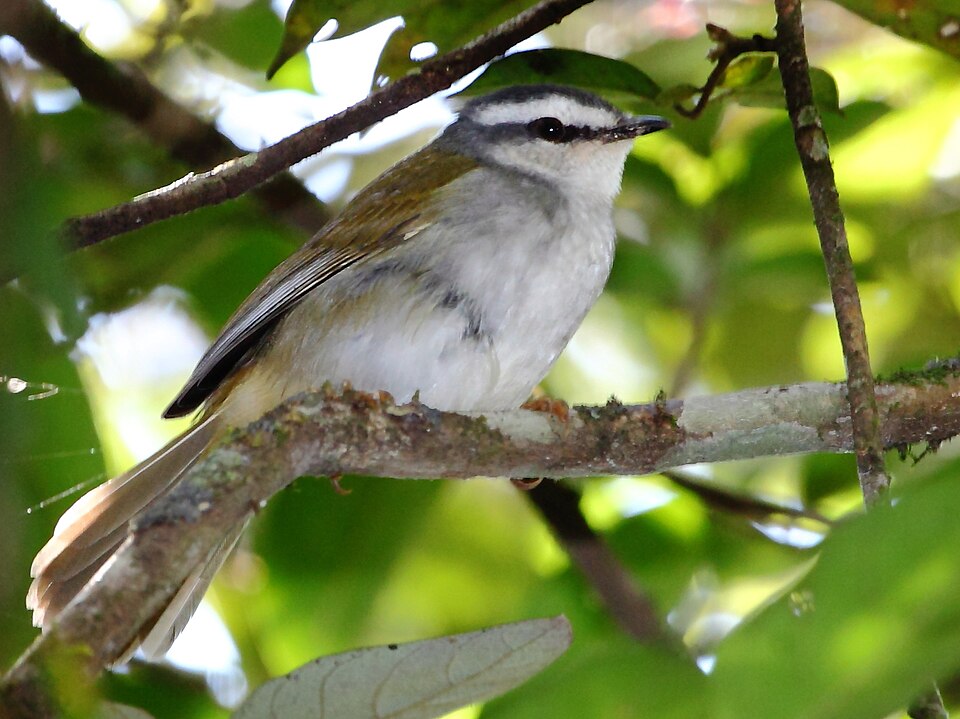 White-striped Warbler