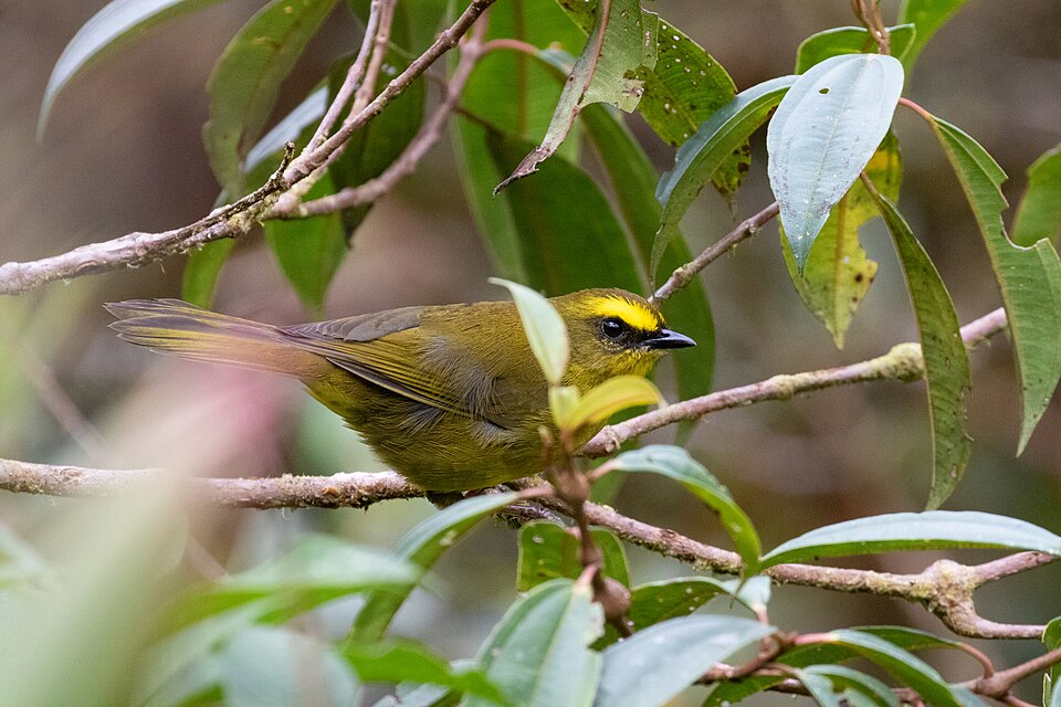 Citrine Warbler