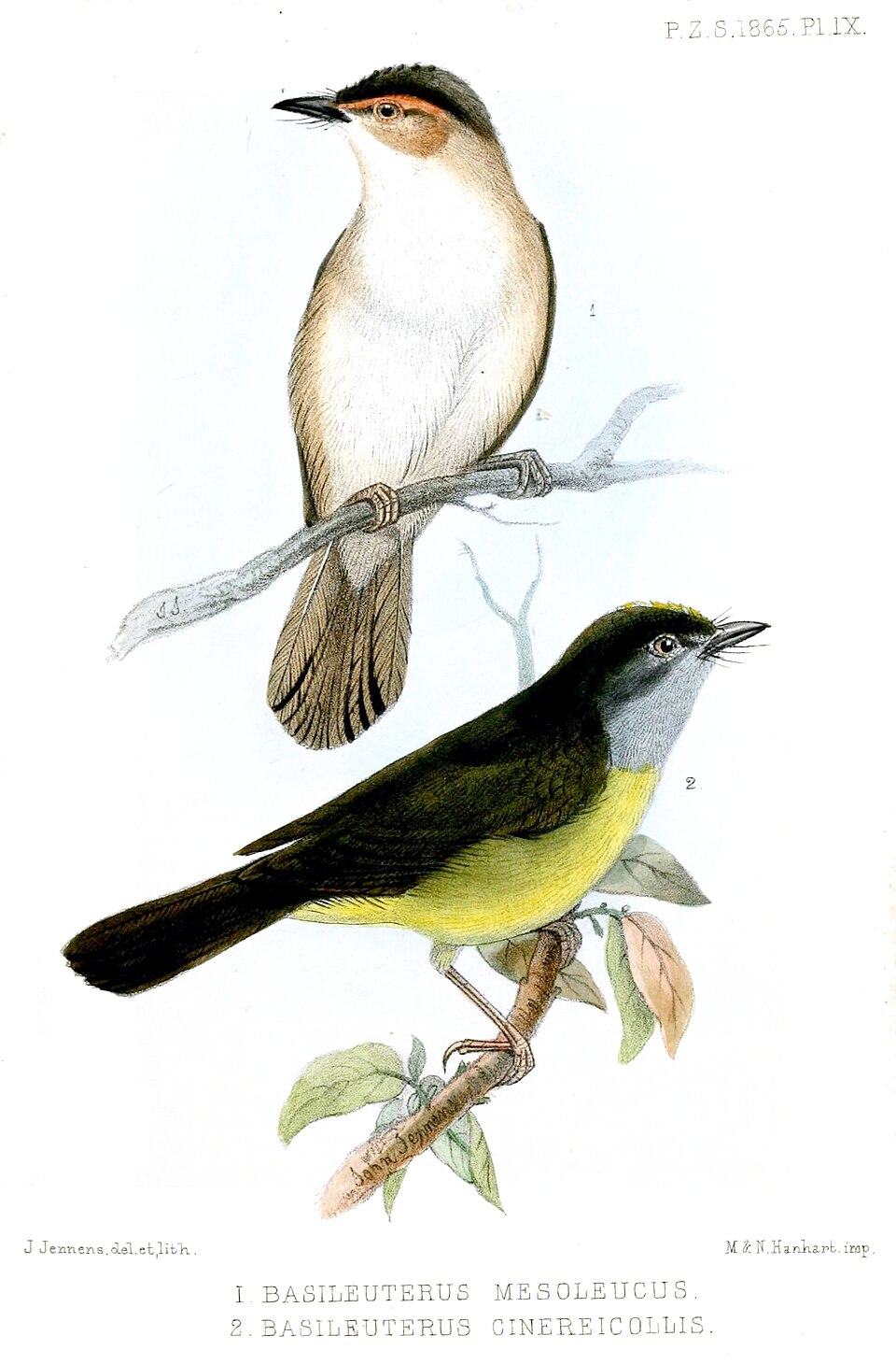 Riverbank Warbler