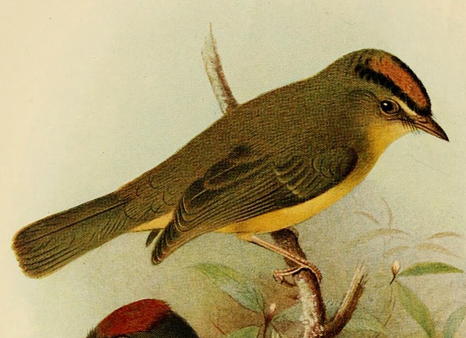 Roraiman Warbler
