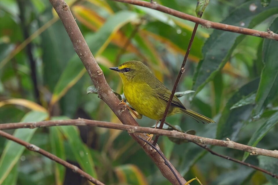 Pale-legged Warbler