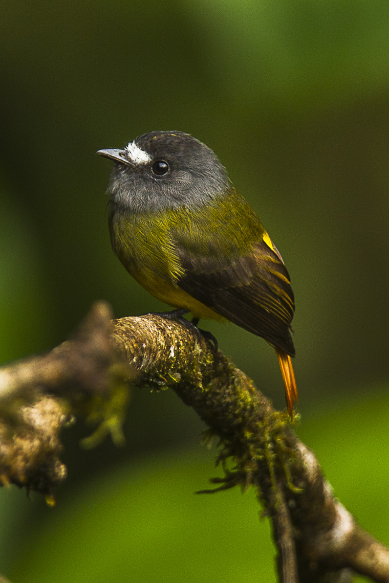 Ornate Flycatcher
