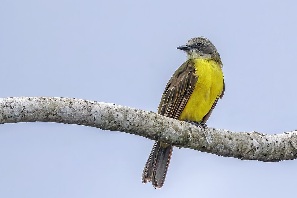 Grey-capped Flycatcher