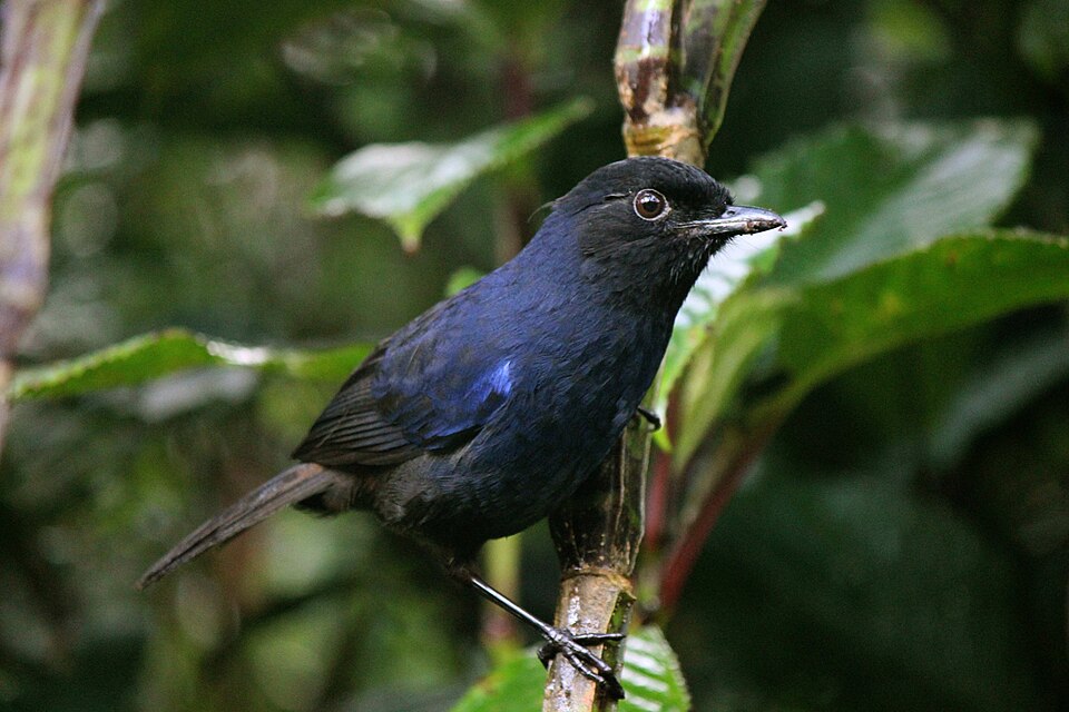 Sri Lanka Whistling Thrush