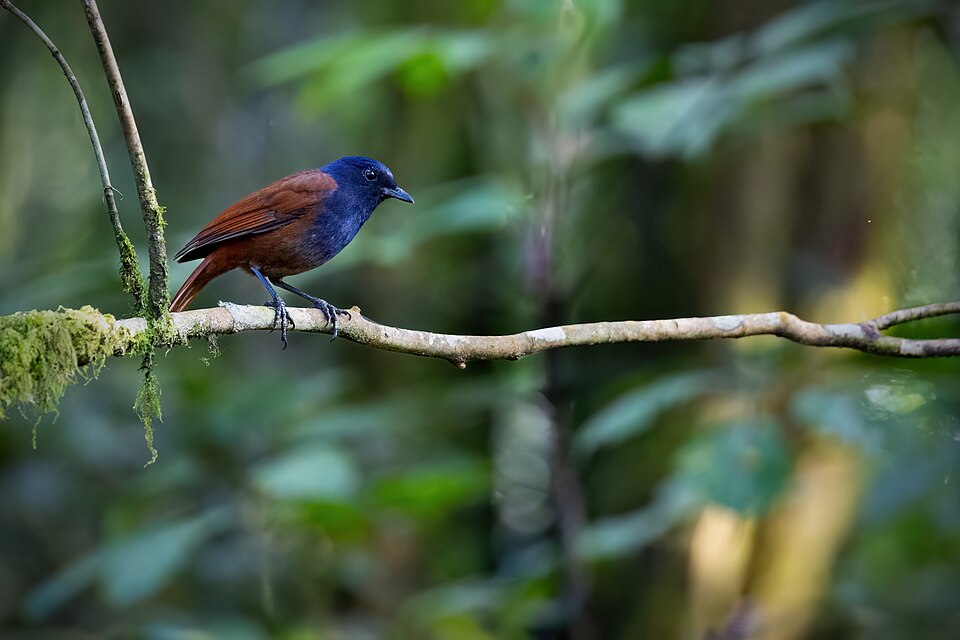 Brown-winged Whistling Thrush