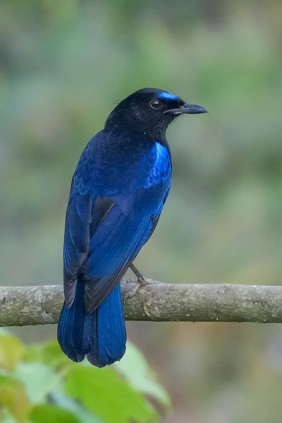 Malabar Whistling Thrush
