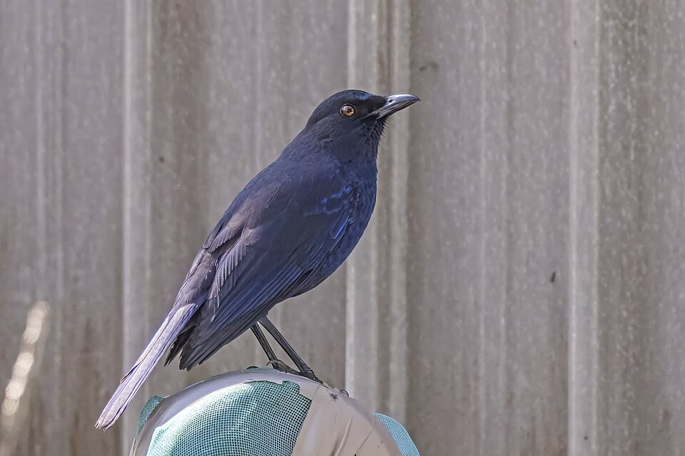 Taiwan Whistling Thrush