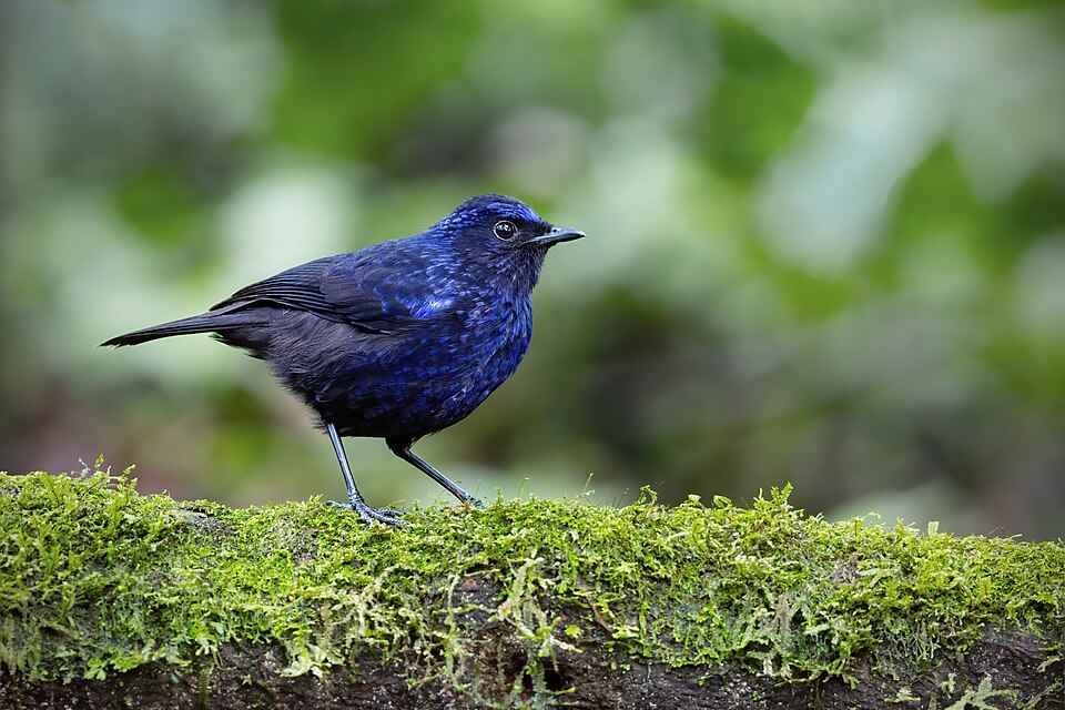 Shiny Whistling Thrush