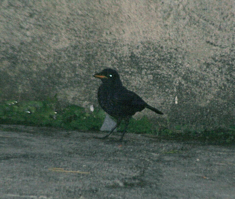 Malayan Whistling Thrush