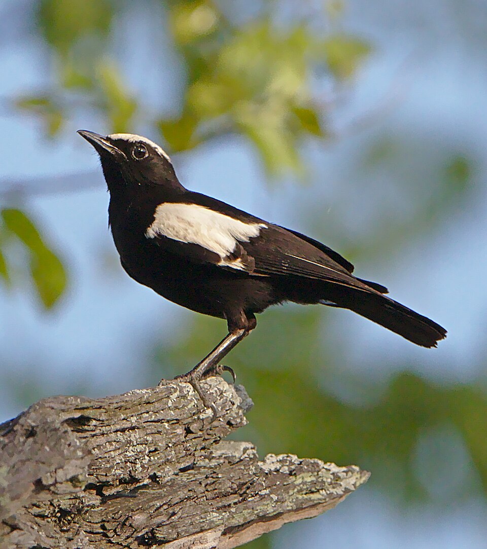 Ruaha Chat