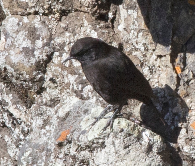 Rüppell's Black Chat