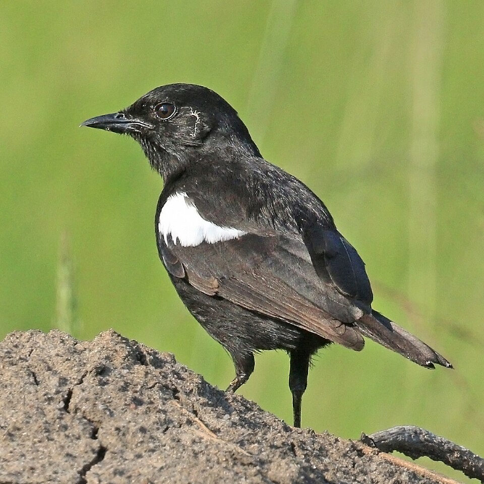 Sooty Chat